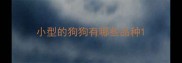 小型的狗狗有哪些品种
