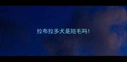 拉布拉多犬是短毛吗