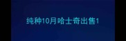 纯种10月哈士奇出售