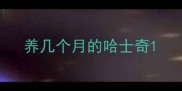养几个月的哈士奇