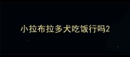 小拉布拉多犬吃饭行吗