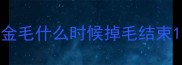 金毛什么时候掉毛结束