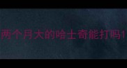 两个月大的哈士奇能打吗