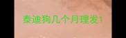泰迪狗几个月理发