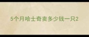 5个月哈士奇卖多少钱一只