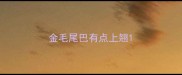 金毛尾巴有点上翘