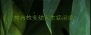 拉布拉多幼犬生病前兆