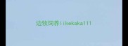 边牧饲养likekaka111