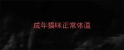 成年猫咪正常体温