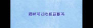 猫咪可以吃板蓝根吗