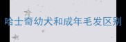 哈士奇幼犬和成年毛发区别