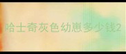 哈士奇灰色幼崽多少钱
