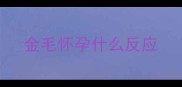 金毛怀孕什么反应