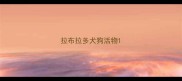 拉布拉多犬狗活物
