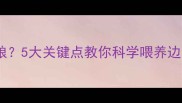 边牧每天吃多少狗粮5大关键点教你科学喂养边境牧羊犬附食谱