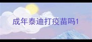 成年泰迪打疫苗吗