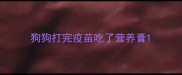 狗狗打完疫苗吃了营养膏