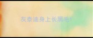 灰泰迪身上长黑毛