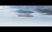 边牧幼犬立耳聪明吗