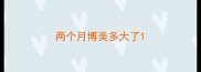 两个月博美多大了