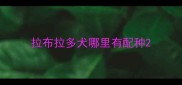 拉布拉多犬哪里有配种