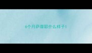 6个月萨摩耶什么样子