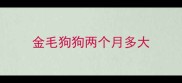 金毛狗狗两个月多大