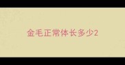 金毛正常体长多少