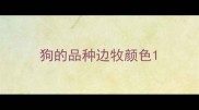 狗的品种边牧颜色