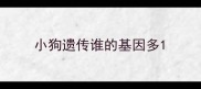 小狗遗传谁的基因多