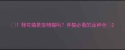 狸花猫是宠物猫吗养猫必看的品种全