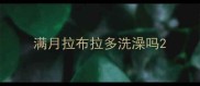 满月拉布拉多洗澡吗