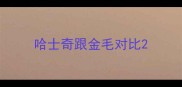 哈士奇跟金毛对比