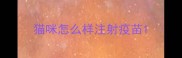 猫咪怎么样注射疫苗