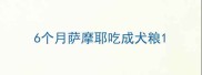 6个月萨摩耶吃成犬粮
