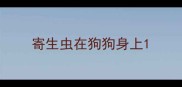 寄生虫在狗狗身上