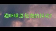 猫咪嘴唇轻微的抖动