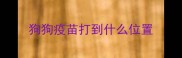 狗狗疫苗打到什么位置