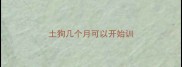 土狗几个月可以开始训