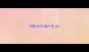 狗狗被车撞内出血
