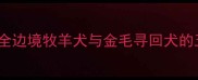 边牧VS金毛全边境牧羊犬与金毛寻回犬的五大核心差异