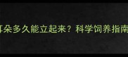 斗牛犬幼犬耳朵多久能立起来科学饲养指南与常见误区