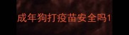 成年狗打疫苗安全吗