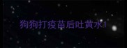 狗狗打疫苗后吐黄水
