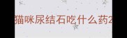 猫咪尿结石吃什么药