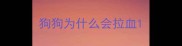 狗狗为什么会拉血