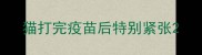 猫打完疫苗后特别紧张