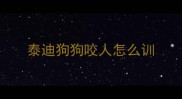 泰迪狗狗咬人怎么训