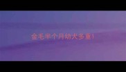 金毛半个月幼犬多重