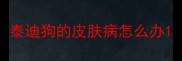 泰迪狗的皮肤病怎么办